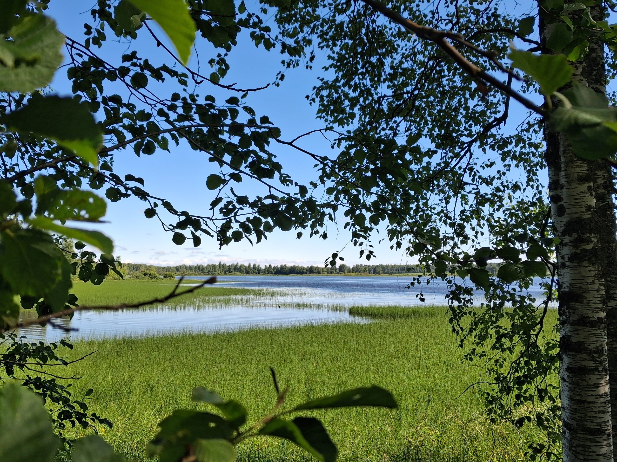Maisema järvelle Maisema puiden välistä järvelle.