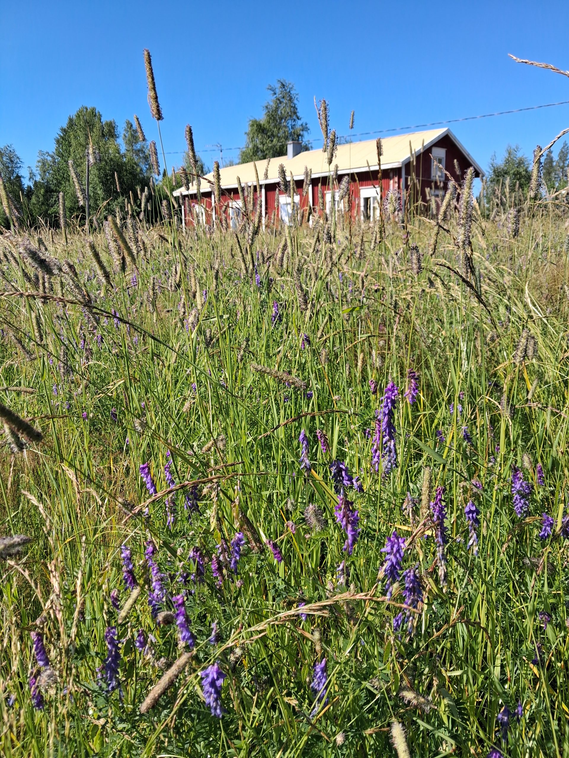 Peltoja ja maalaismaisemaa silmän kantamattomiin Peltojen keskellä punainen vanha tupa.